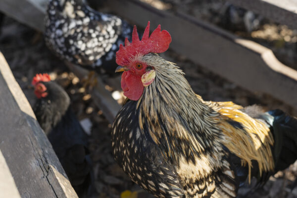 Close up rural farm growing birds 600x399
