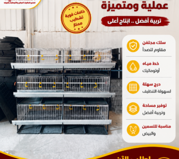 بطاريات دواجن تسمين عرض 70 في طول 2 بتشيل 80 فرخ ثلاث ادوار